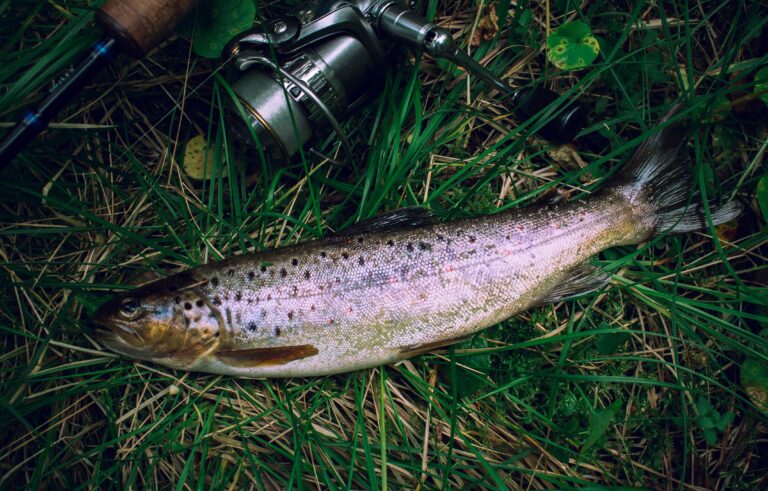 A freshly caught brown trout with speckled skin lies on green grass next to a fishing reel and rod—pondering my latest catch, I can’t help but think, “Help My Lead Magnet Doesn’t Work.”.